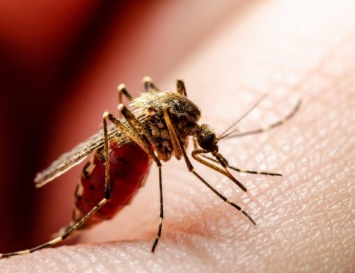 Febre Oropouche: Mosquito Culicoides paraense ou maruim